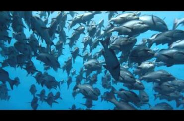 『ネイチャー』滝川クリステル ナレーション予告編