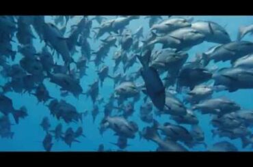 映画『ネイチャー』予告編（滝川クリステル／ナレーション）