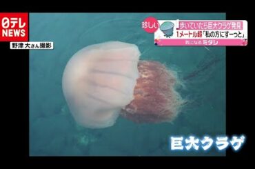 「動くと波が…」１ｍ超の巨大クラゲを発見（2020年9月15日放送『news every.』より）