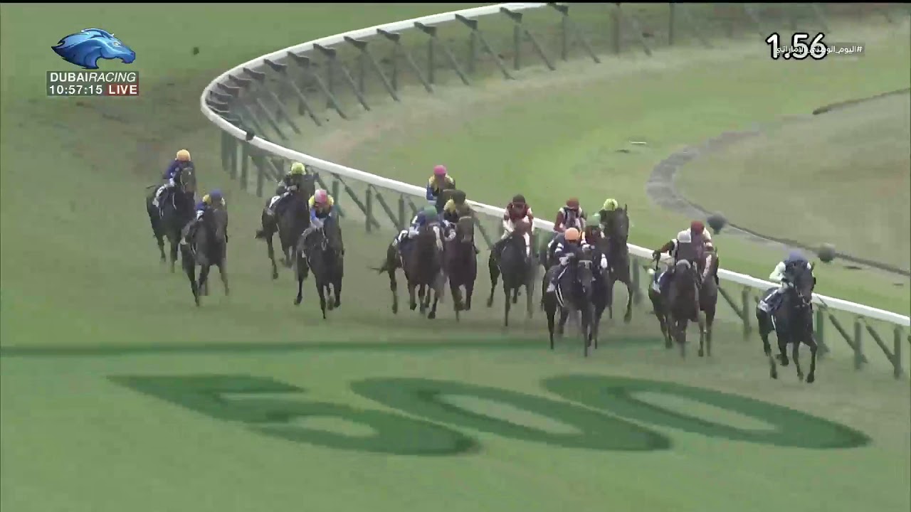 2019.11.24 Japan Cup – Suave Richard 2019.11.24 Japan Cup - Suave Richard