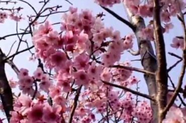 2013.3.24.Japan YOKO THE CHERRY BLOSSOM東京陽光桜並木