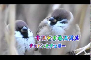 恋する可愛い２羽のスズメたち