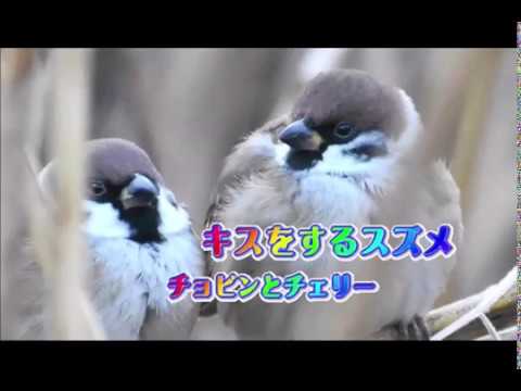 恋する可愛い２羽のスズメたち