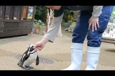 「恋するペンギン」にお礼のプレゼント