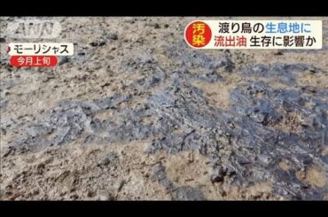 流出油が渡り鳥にも影響か　モーリシャス調査で指摘(2020年9月19日)