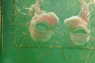 【映画紹介】両目を3ヶ月飼っていた医学生、動物の死骸を使い生み出したモノとは？「ヴィクター・フランケンシュタイン」【あらすじ】