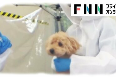 ペットの犬2匹の感染確認　PCR検査で陽性