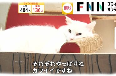 猫カフェにネコ2匹置き去り　誰が? コロナ禍の影響は?