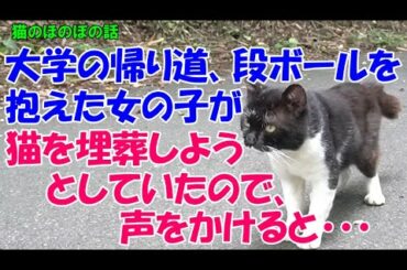 #45【猫のほのぼの話】大学の帰り道、段ボールを抱えた女の子が猫を埋葬しようとしていたので私は思わず声をかけてしまった、すると・・・