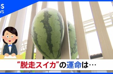 ”脱走スイカ”の運命は・・・