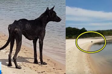 無人島で観光客が出会った一匹の犬。心優しい男性がとった行動に心温まる【感動】