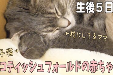 【生後５日目】かわいすぎる赤ちゃん猫、少しお疲れ気味なママ猫;; my cat and her babies 5 days after birth
