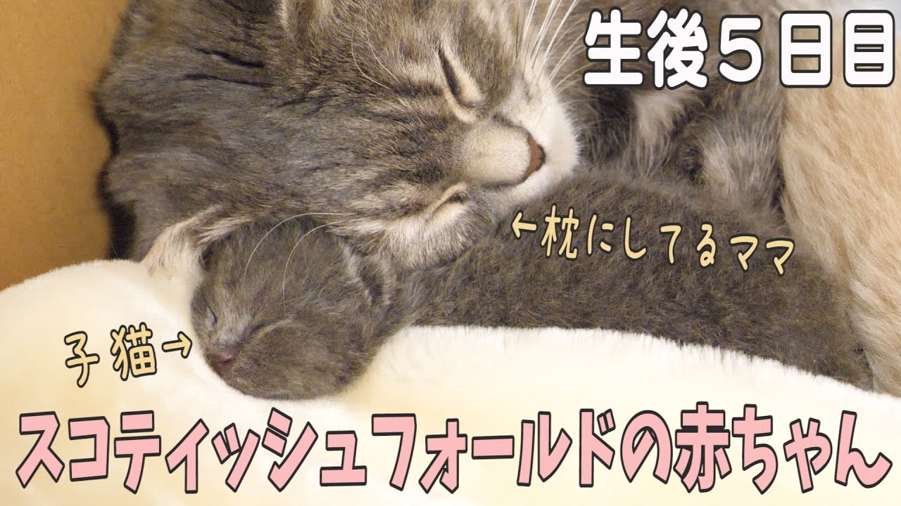 【生後5日目】かわいすぎる赤ちゃん猫、少しお疲れ気味なママ猫;; my cat and her babies 5 days after birth 【生後5日目】かわいすぎる赤ちゃん猫、少しお疲れ気味なママ猫;; my cat and her babies 5 days after birth