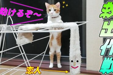[茶トラ子猫]恋人を救出する勇敢な子猫をご紹介します…笑（保護猫）