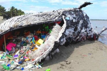 このクジラを見て世界中が愕然