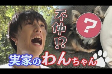 【克服】不仲な実家犬と仲良くなれる！？