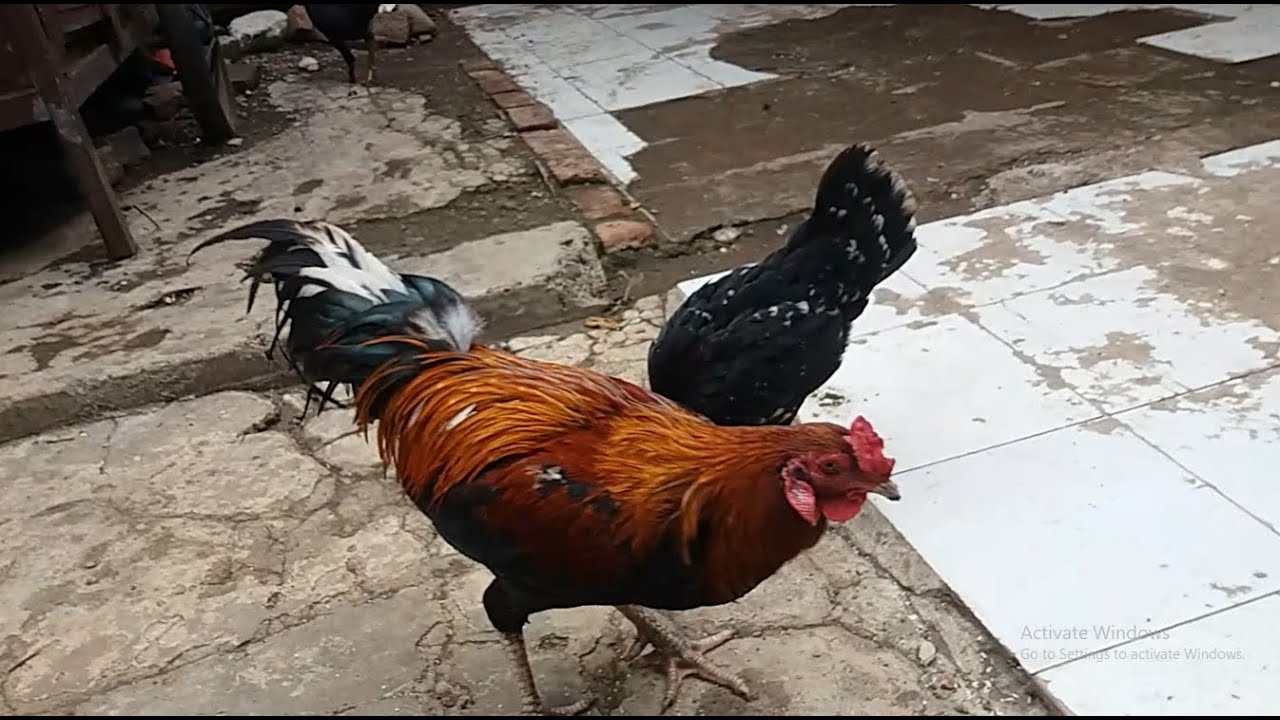 SI REMBO AYAM JAGO DARI RAWA BELONG LAGI MABAR(MAKAN BARENG)