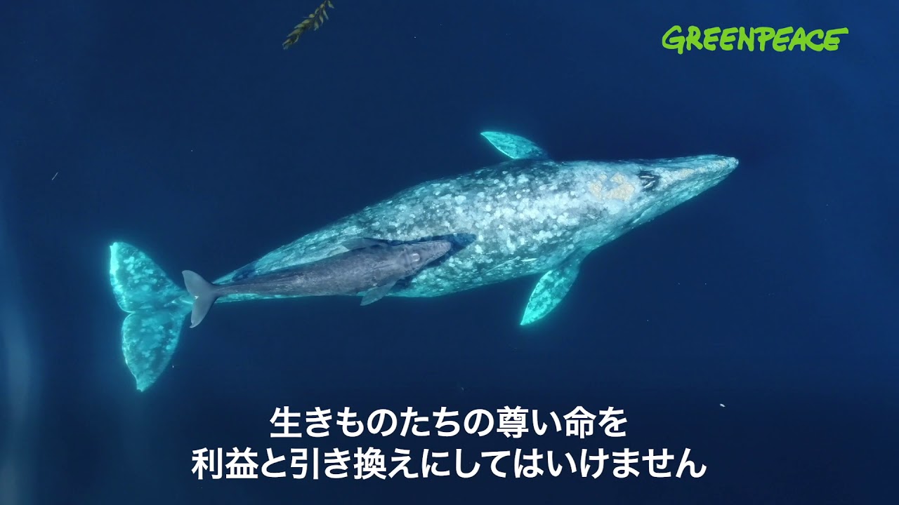 使い捨てプラスチックの代償