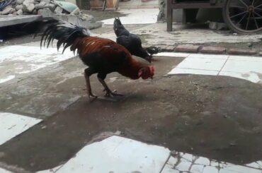 Si Rembo  Lagi Makan Enak,Ayam Jago Makan Gabah,Makan Bah