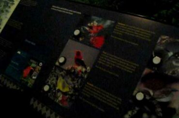 ボルケーノ　ナショナルパーク　アパパネ　鳴き声