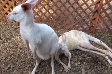 富士サファリパーク　１０万分の１　白カンガルー（希少）
