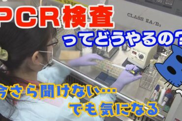 「PCR検査」ってどうやるの？今さら聞けないけど気になる・・・【マスクにゃんニュース】