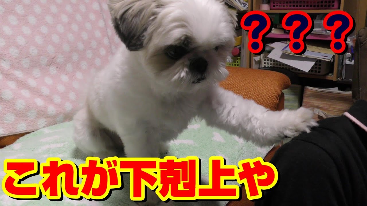 シーズー　下のお姉ちゃんにえげつない程の下剋上を叩き付ける？