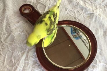 かわいい　セキセイインコ　ハルクイン　おもちゃ鏡で遊ぶ　ペット　小動物