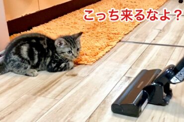 掃除機が気になって見にきたのに突然怖くなり固まってしまった子猫ｗ