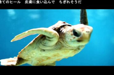 プラスチックスープの海　PV　インディーズ　ロックバンド　東京