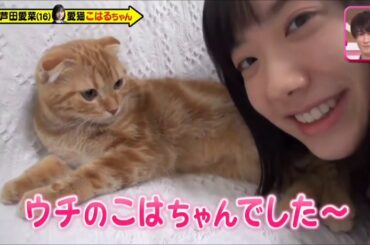 猫ちゃんよりまなちゃんみちゃうわｗｗｗ 芦田愛菜