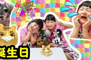 愛犬レオ君の一歳誕生日！まりちゃんのせいでバースデーケーキが台無し？| HaneMarisWorld