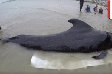 プラスチック袋80枚を飲み込んだクジラが死亡 - トモニュース