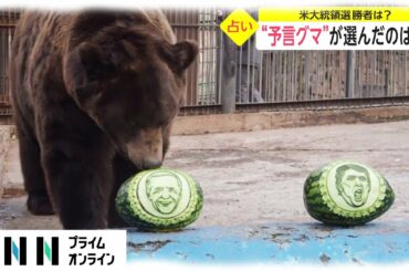 アメリカ大統領選 勝者は?　予言グマが選んだのは...