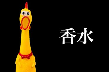 【チキンが歌う】香水/瑛人「君のドルチェ&ガッバーナのその香水のせいだよ」