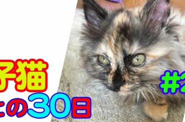 【保護猫】#2 かわいい迷い猫　別れまでの30日間の記録　😢　[Protective cat] # 2      1 month with a cute lost cat (tears)