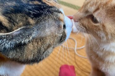 バチェロレッテ福田萌子さんの判断が正しい理由（ネタバレあり）