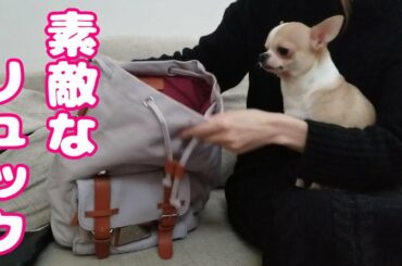 【番外編】ムギちゃん（スムチー）との散歩に大活躍しそうなバッグの紹介（GASTON LUGAさまコラボ企画）