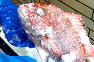 生きた魚が瞬間凍結⁈ マイナス21℃の特殊な氷に生きた魚を入れた結果 【究極の活け締め】