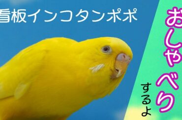 【科捜研の女に出演】お店の小鳥タンポポのお喋り【セキセイインコ】