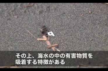 【福井県】スーパーサイエンスハイスクールが取り組むプラスチックごみ問題 | ソーシャルイノベーションニュース