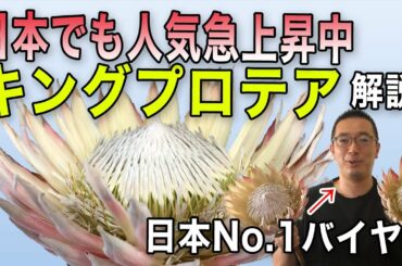 【キングプロテア】人気上昇中のお花「キングプロテア」を日本No.1バイヤーが解説します