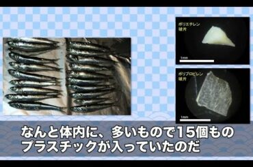 【東京都】イワシの体内に15個もあるプラスチックゴミ | ソーシャルイノベーションニュース