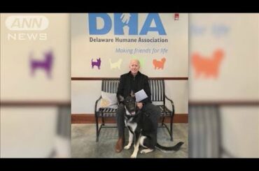 バイデン氏の「ファーストドッグス」に注目集まる(2020年11月8日)