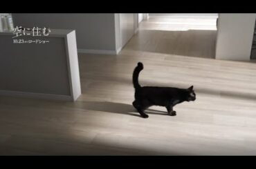 映画『空に住む』黒猫・ハル　メイキング