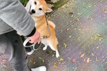 数分ぶりにパパと再会して恋する乙女になっちゃう柴犬　Dog meets owner after a few minutes