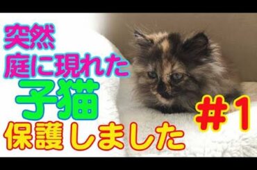 【保護猫】#1 突然、庭に現れた　かわいい迷い猫　保護しました　[Protective cat] A lost cat suddenly appears in the garden