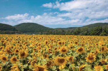 NHKのお昼の天気予報の音楽　作曲：湯山昭