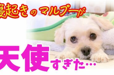【かわいい犬】寝起きのワンちゃん！遊びに誘ってみたら　　The dog that woke up was a miracle cuteness