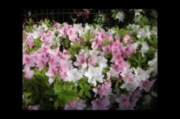 メトードローズ教則本～シラノ　ド　ベルジュラック～